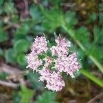 Mutellina adonidifolia 花