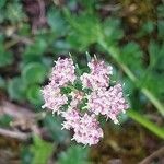 Mutellina purpurea Flower