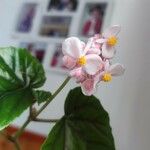 Begonia incarnata Kvet