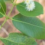 Syzygium × intermedium Hoja