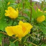 Paeonia ludlowii Çiçek