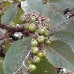 Byrsonima verbascifolia Fruit