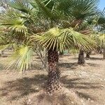Copernicia alba Hoja