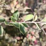 Cotoneaster nummularius Hoja