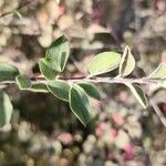 Cotoneaster nummularius Лист