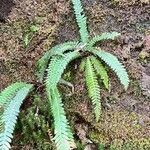 Blechnum spicant 整株植物