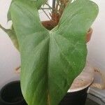 Anthurium andraeanum Leaf