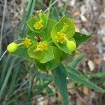 Euphorbia serrata Levél