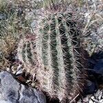 Echinocereus viridiflorus Frunză