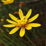 Gelasia hirsuta Flower