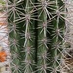 Pachycereus pringlei Yaprak