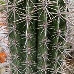 Pachycereus pringlei Leaf