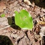 Maianthemum canadense葉