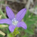 Triodanis perfoliata Flor