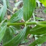 Galium rubioides Іншае