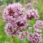 Origanum vulgareFlower