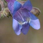 Penstemon laetus Flor