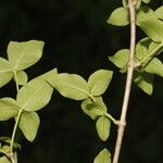 Rauvolfia ligustrina Leaf