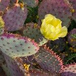 Opuntia macrocentra Flower