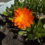 Calendula officinalis Flower