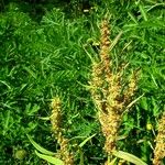 Rumex maritimus 形態