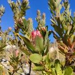 Protea grandiceps Floro