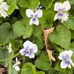 Viola × melissifolia Flower