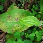 Andersonglossum virginianum Folha