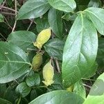 Chimonanthus praecox Owoc