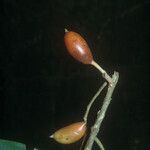 Siparuna decipiens Meyve