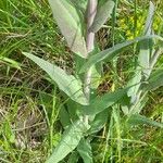 Turritis glabra Hoja