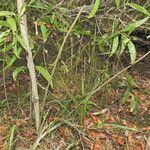 Setaria gausa Habit