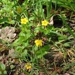 Lysimachia nemorum Habitus