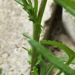 Senecio glaucus Bark