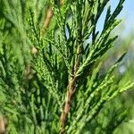 Juniperus sabina Ліст