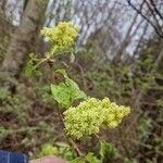 Sambucus racemosaЦвят