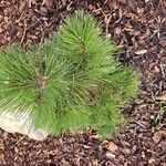 Pinus nigraLeaf