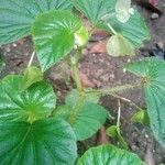 Begonia hirtella 葉