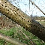 Salix lucida Bark