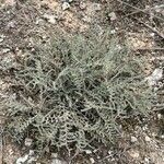 Artemisia herba-alba برگ