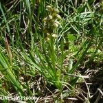 Chamorchis alpina Habitus