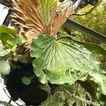 Platycerium elephantotis Leaf