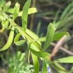 Galatella sedifolia Лист