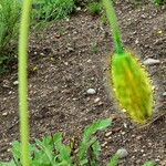 Papaver pilosum