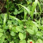 Rubus parvifolius Frukto