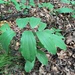 Maianthemum racemosum পাতা