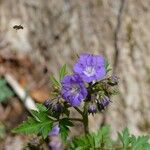 Phacelia bipinnatifida Hábitos