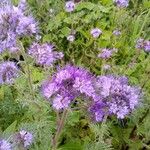 Phacelia tanacetifolia Benth. BijenbroodFlor