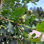 Quercus robur Fruit