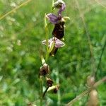 Ophrys fuciflora Blodyn